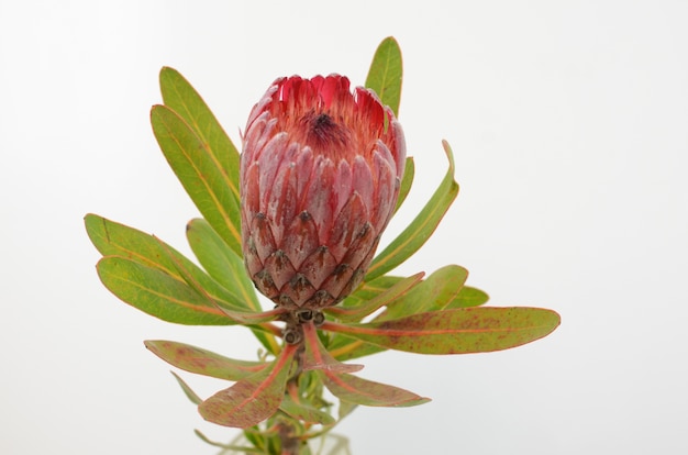 Manojo de flor protea rojo sobre un fondo blanco aislado