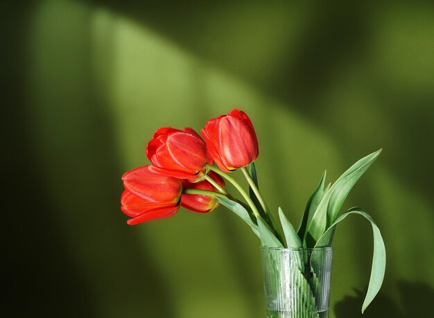 Manojo de flor de tulipán de primavera sobre fondo verde en el espacio de copia de rayos de sol