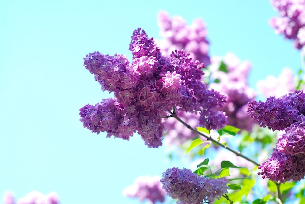 Manojo floreciente de la flor de la lila de la primavera sobre el cielo azul. Flores de primavera.