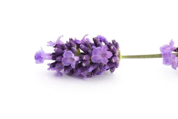 Manojo de flores de lavanda atado aislado sobre fondo blanco.