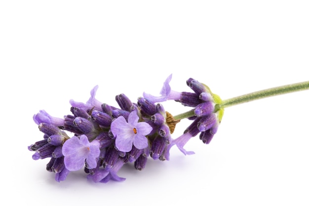 Manojo de flores de lavanda atado aislado sobre fondo blanco.