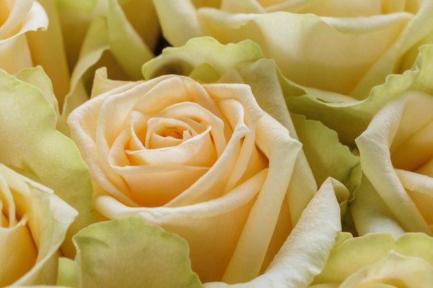 Manojo de fondo floral de rosas pálidas verdes amarillas frescas