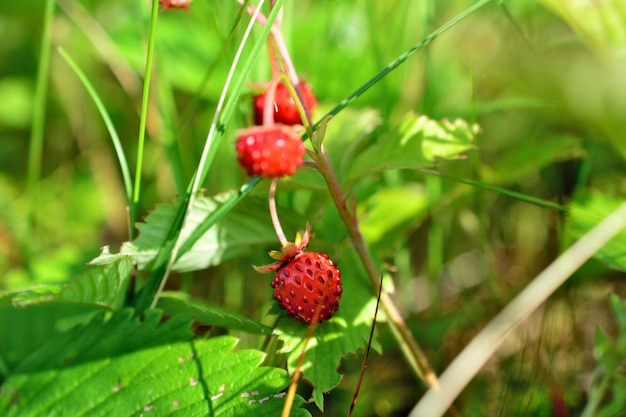 manojo de fresas silvestres aisladas entre hojas verdes en un día soleado, macro