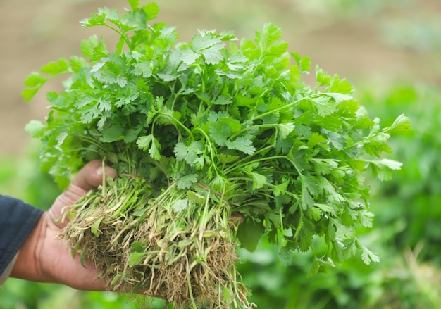 Manojo fresco de hojas de cilantro