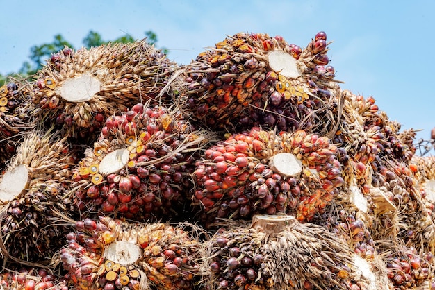 Manojo de fruta de aceite de palma cosechada para la industria