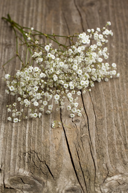 manojo de Gypsophila (aliento de bebé)