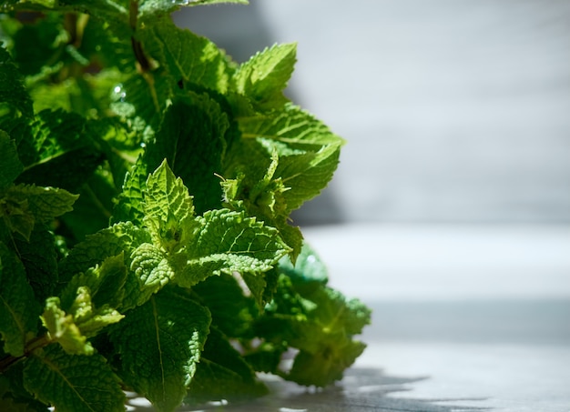 Un manojo de hojas de menta fresca sobre fondo oscuro.