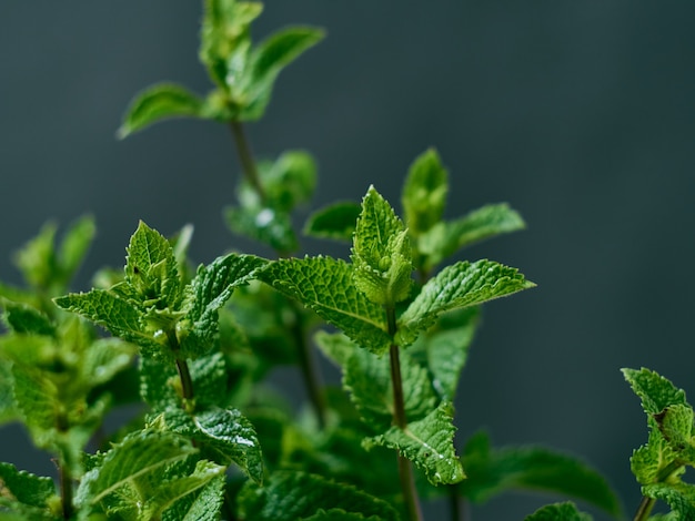 Un manojo de hojas de menta fresca sobre fondo oscuro.