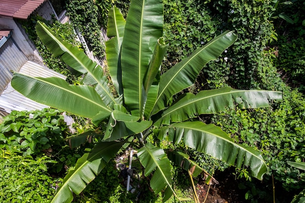 Manojo de hojas de palma de plátano en la parte superior de la vista del árbol de plátano