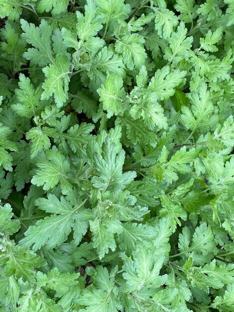 Un manojo de hojas verdes de una planta de perejil.