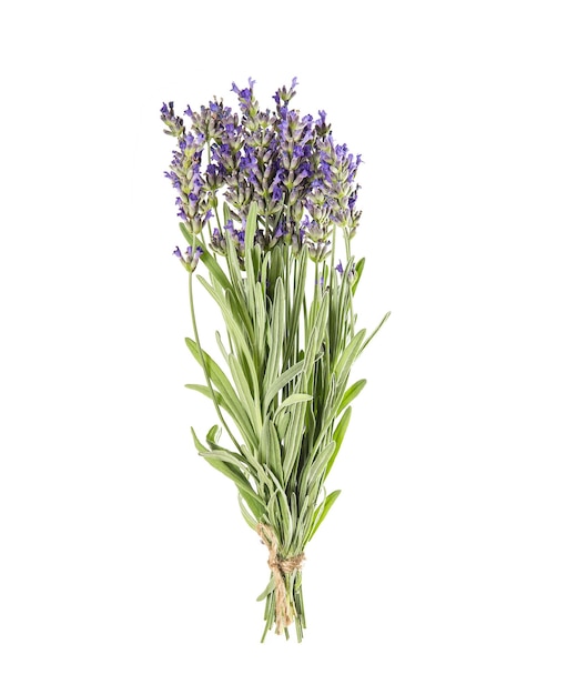 Manojo de lavanda aislado sobre fondo blanco flores frescas provenzales