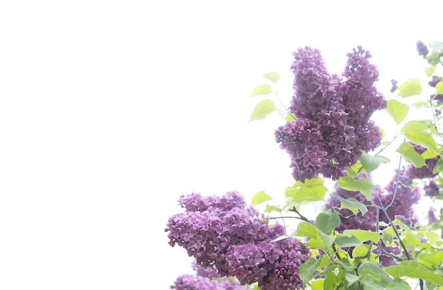 Manojo de lilas frescas
