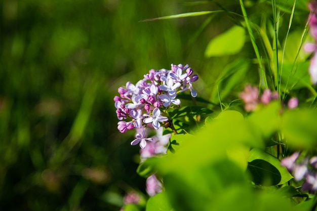 Un manojo de lilas moradas es visible desde detrás de las hojas. Foto de alta calidad