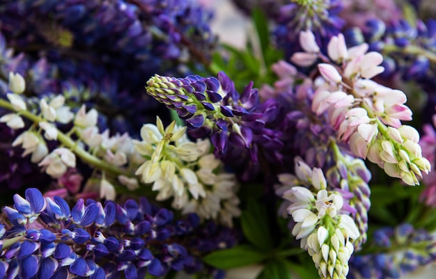 Manojo de lupino rosa y morado