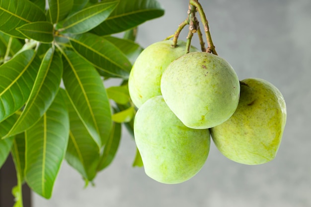 Manojo de mango crudo o mango verde con fondo gris y blanco texturizado aislado