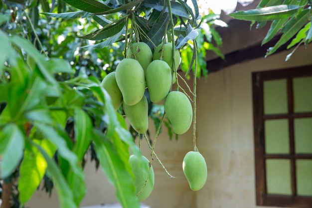 Manojo de mango crudo en Tailandia