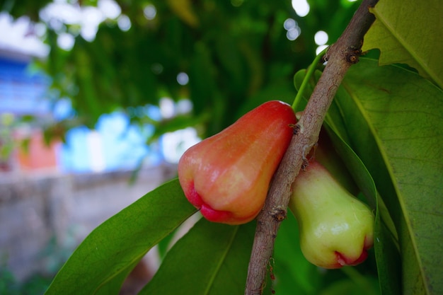 Foto un manojo en el manzano rosado.