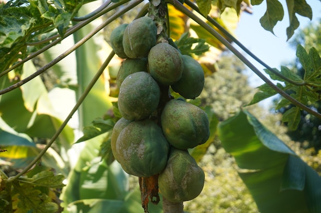 manojo de papaya verde en el árbol en la granja