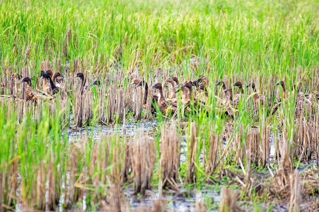 un manojo de patos marrones en los campos de arroz de asia Tailandia