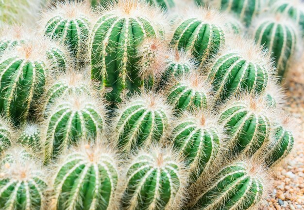 Manojo de pequeños cactus verdes en el jardín de rocas