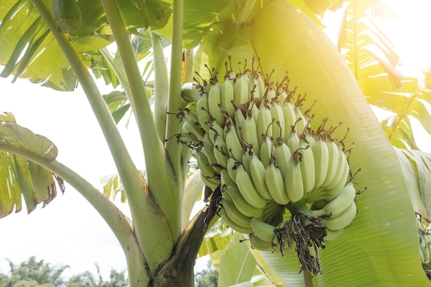 Manojo de plátanos en el árbol.