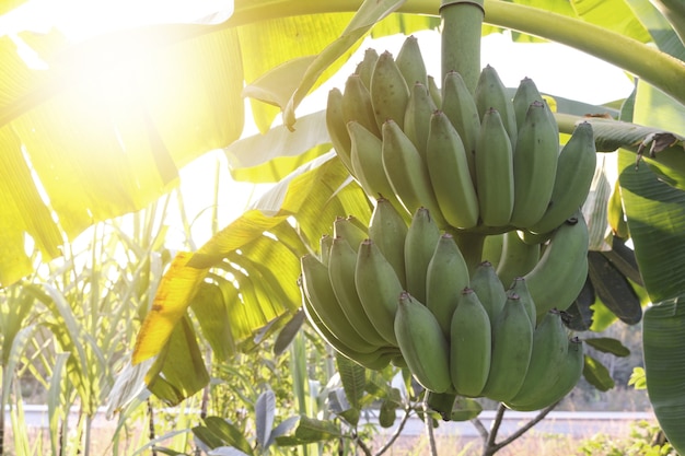 Manojo de plátanos en la planta