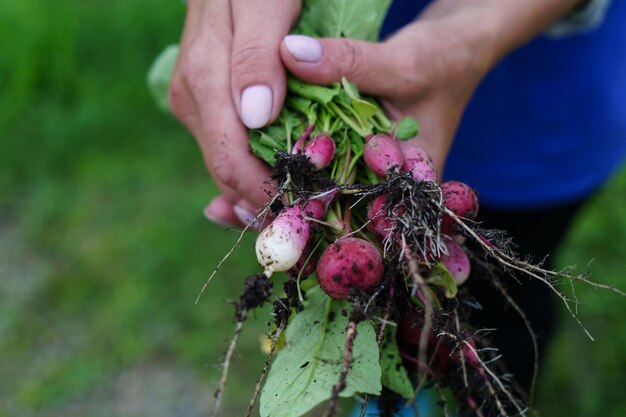 Un manojo de rábanos cosechados en el jardín.