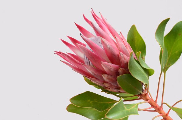 Manojo rojo de la flor del protea en un fondo aislado blanco con el camino de recortes. De cerca. Para de