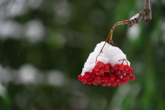 Un manojo de serbal rojo bajo la primera nieve.