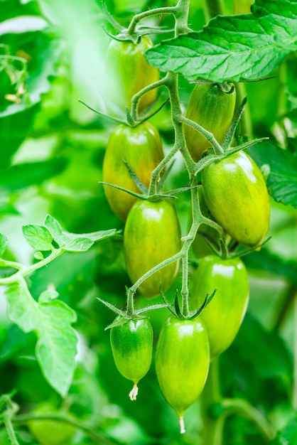 Manojo de tomates naturales