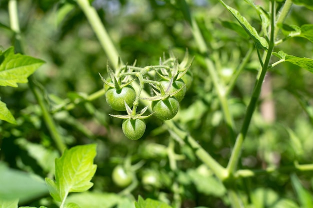 Manojo de tomates orgánicos frescos