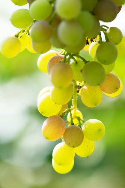 Manojo de uvas verdes en vid en viñedo.