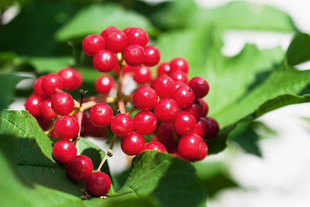 Manojo de viburnum rojo