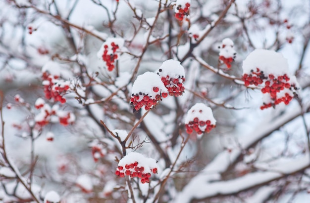 Manojos rojos de serbal cubiertos con la nieve