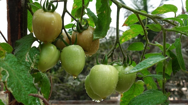 Manojos de tomates húmedos verdes frescos cuelgan de las ramas de los árboles en el jardín de la azotea