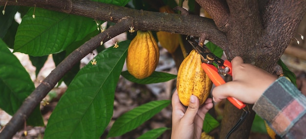 Las manos de un agricultor de cacao usan tijeras de podar para cortar las vainas de cacao del árbol de cacao