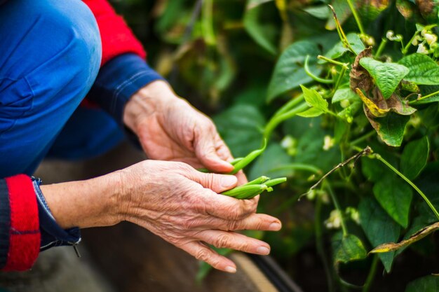 Las manos del agricultor cosechan frijoles en el jardín Trabajo de plantación Cosecha de otoño y concepto de alimentos orgánicos saludables de cerca con enfoque selectivo