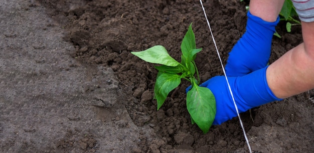 Las manos de un agricultor están plantando plántulas de pimiento en un huerto. Enfoque selectivo