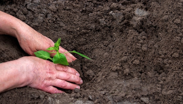 Las manos de un agricultor están plantando plántulas de pimiento en un huerto. Enfoque selectivo