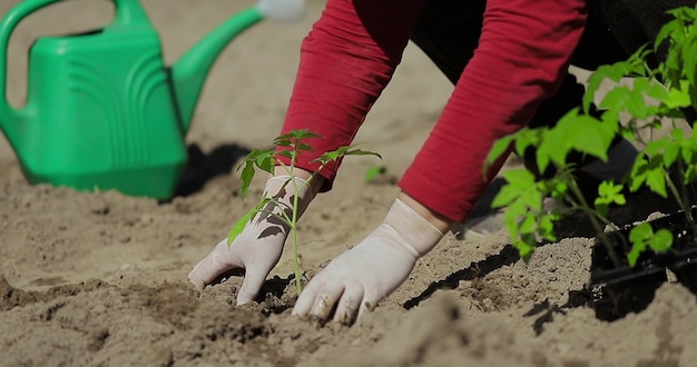 Manos del agricultor plantar plántulas de tomate en el huerto en el fondo una regadera para la agricultura orgánica de riego y el concepto de jardinería de primavera