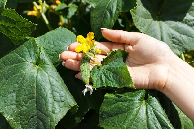 Las manos de la agricultora comprueban un pepino en una granja orgánica.