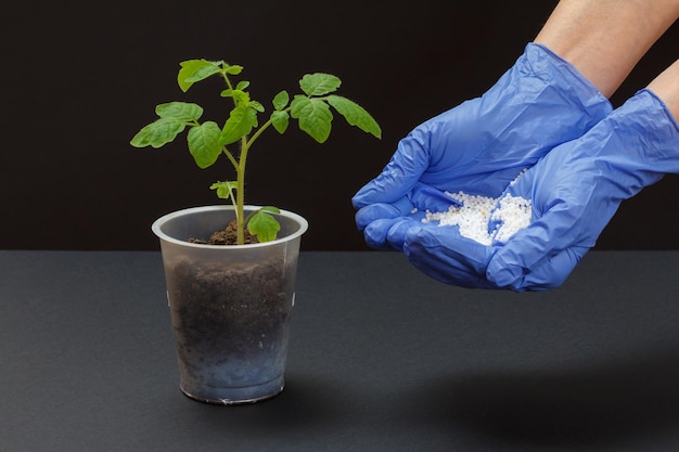 Manos de agricultores con fertilizante químico para plantas de tomate jóvenes