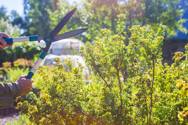 Manos de agricultores que hacen poda de arbustos con grandes tijeras de jardín Herramientas de jardinería Concepto agrícola Temporada agrícola