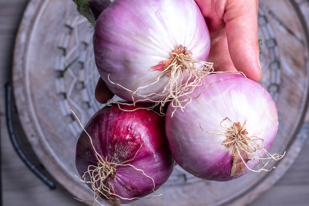 Manos de los agricultores sosteniendo cebollas moradas de la nueva temporada.