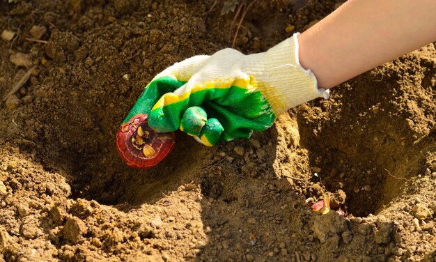 Las manos de los agricultores de trabajo estacional de primavera plantan plántulas de bulbos de flores de gladiolos en el suelo tratado