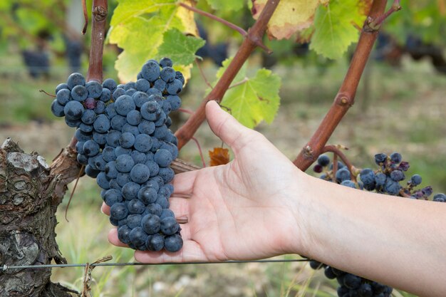 Manos de los agricultores con uvas negras recién cosechadas.