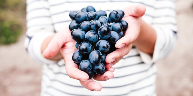 Manos de agricultores con uvas negras recién cosechadas