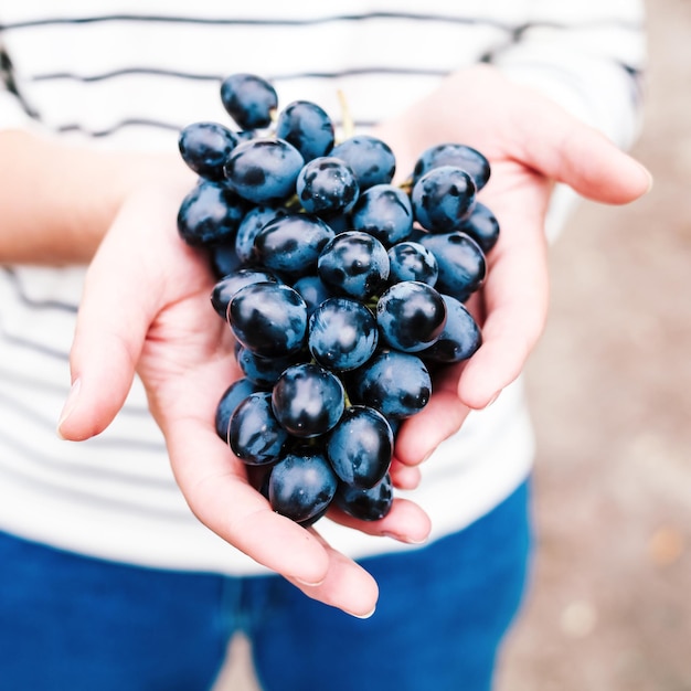 Manos de agricultores con uvas negras recién cosechadas