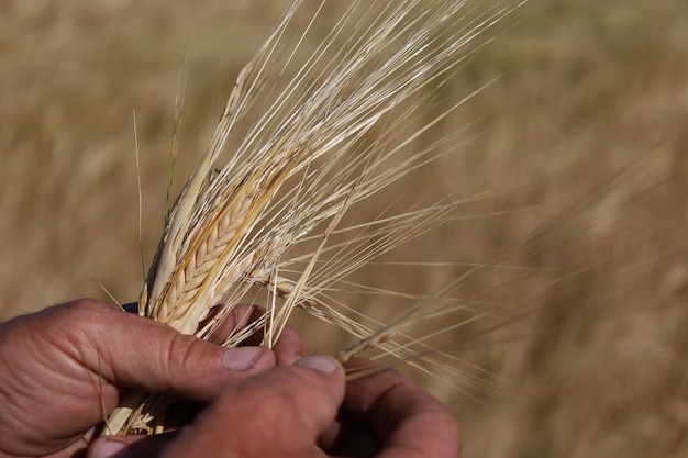 Las manos del agrónomo en el fondo de la cebada, cultivaron una cosecha