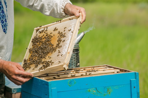 Las manos del apicultor. Abejas en panales.